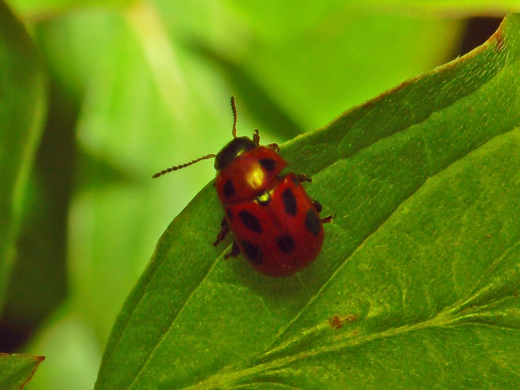 Gonioctena fornicata dal basso Piemonte a Garda